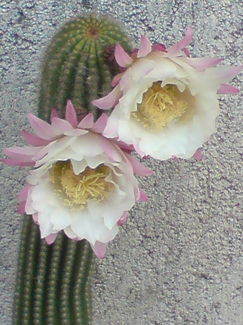 kaktus-ale kwitnie bardzo krótko