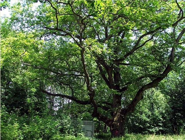 Platan-drzewo, pomnik przyrody,Miechowice