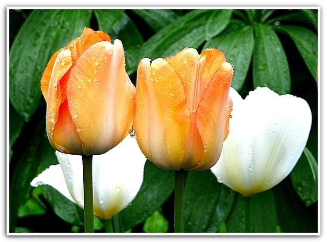Pozdrawiam miłośników tulipanów