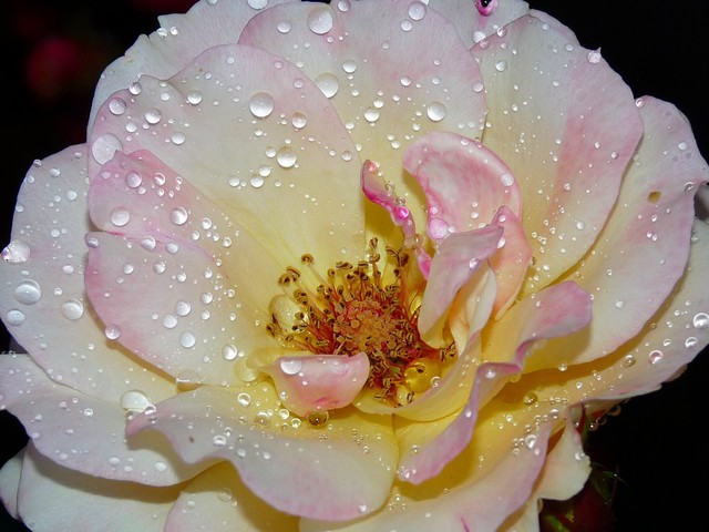 śnieżno....różowa