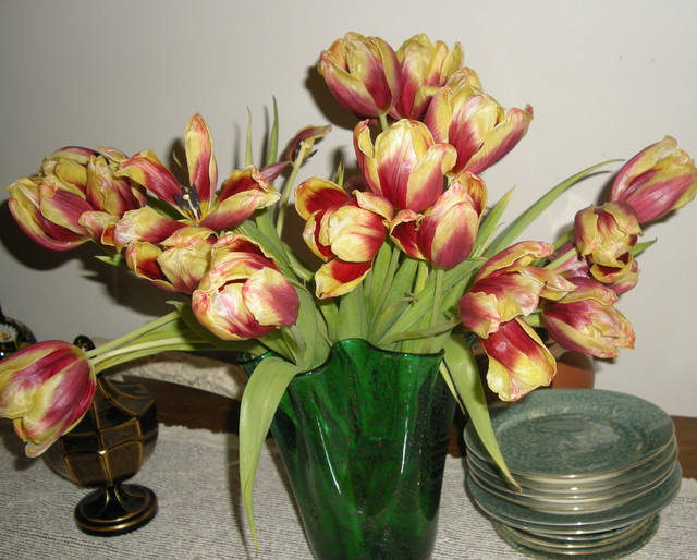 Zimowe tulipany cieszą oczy