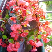 Begonia stale kwitnąca  Begonia Semperflorens