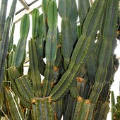 Euphorbia gigant