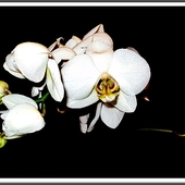 Falenopsis – Phalaenopsis ( storczyk )