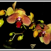 Falenopsis – Phala