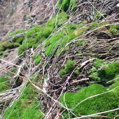 Jaskrawo zielone dywaniki mchu