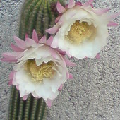 Kaktus-ale Kwitnie B
