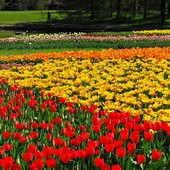 Królestwo tulipanów (tulipanie też) ;-)))