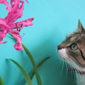 kwiatki dla Seby, ale bez kota !
