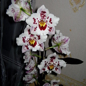 kwiaty cambrii
