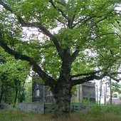 Platan-drzewo, pomnik przyrody,Miechowice