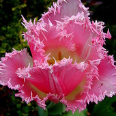 postrzępiony tulipan