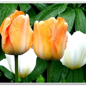 Pozdrawiam miłośników tulipanów