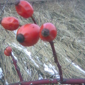 Samotne owoce  głogu  w zimie