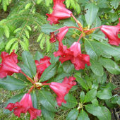 W lesie też kwitną rododendrony