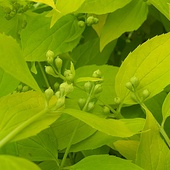 Wiosenna zielen jaśminowca
