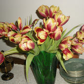 Zimowe tulipany cieszą oczy