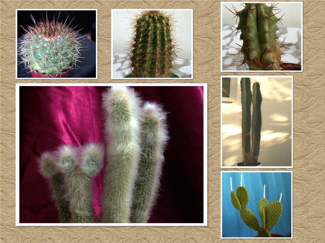 kaktusy 
