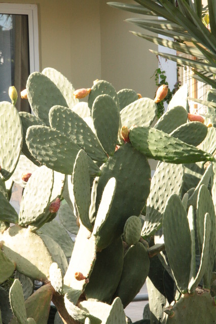 kaktusy:))