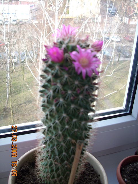 Mój pierwszy kaktusik:)Mamilaria
