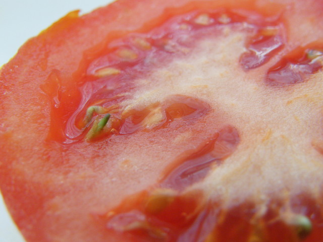 pomidor szaleje już kiełkuje ;)