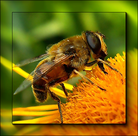 pracowita pszczółka 