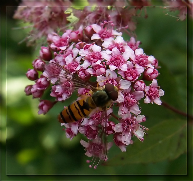 pszczółka w maju