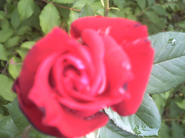 róża wierlkokwiatowa