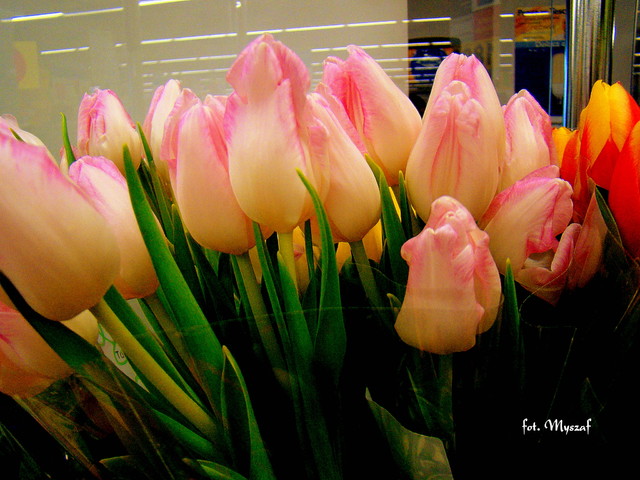Tulipanki na sklepowej wystawie