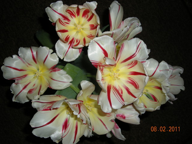 Tulipany w ostatniej fazie rozkwitu
