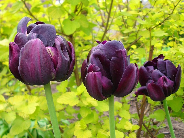 Tulipany:)