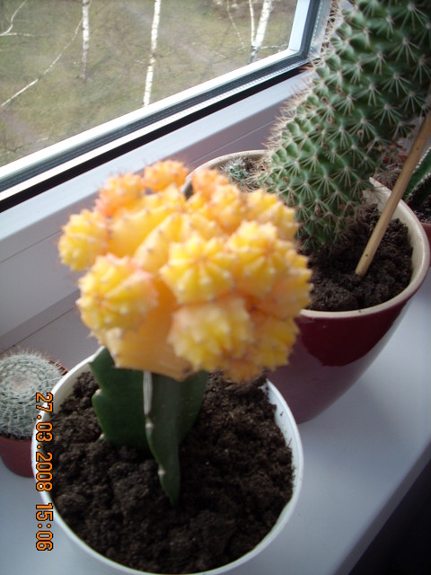 Walentynkowy kaktusik 2006 roku