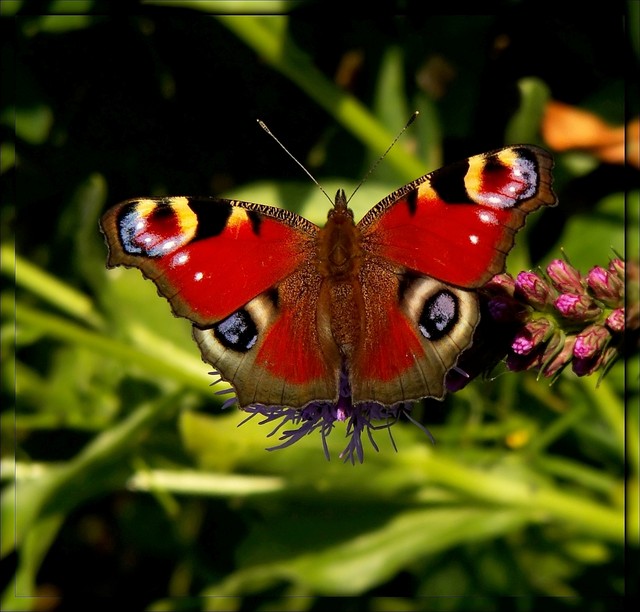 Walentynkowy motyl