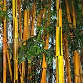 Bambusowy gaj