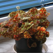 Begonia Bowera...