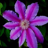 Clematis...dr Rippel:)