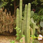 Kaktus (Hiszpania)