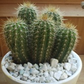 Kaktusia rodzinka ;)