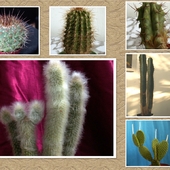 kaktusy 