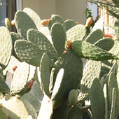 kaktusy:))