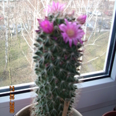 Mój pierwszy kaktusik:)Mamilaria