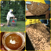 Nasze pracowite pszczółki.