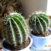 Nowe Domy Dla Kaktus