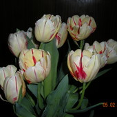 Nowe Lutowe Tulipank