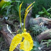 Orchidea