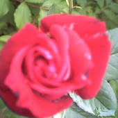 róża wierlkokwiatowa