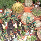 rozne gatunki kaktusiki.