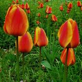 Tulipany: