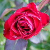 Walentynkowa  Róża