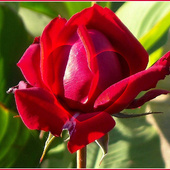Walentynkowa róża